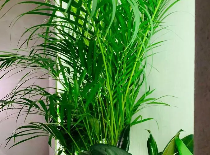 公寓 Jolene 塞萨洛尼基